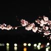 梅の花