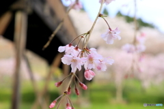 しだれ桜