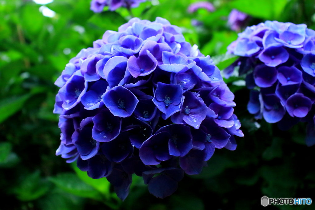 紫陽花