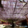 藤の花