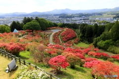 つつじの花