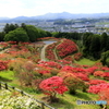 つつじの花