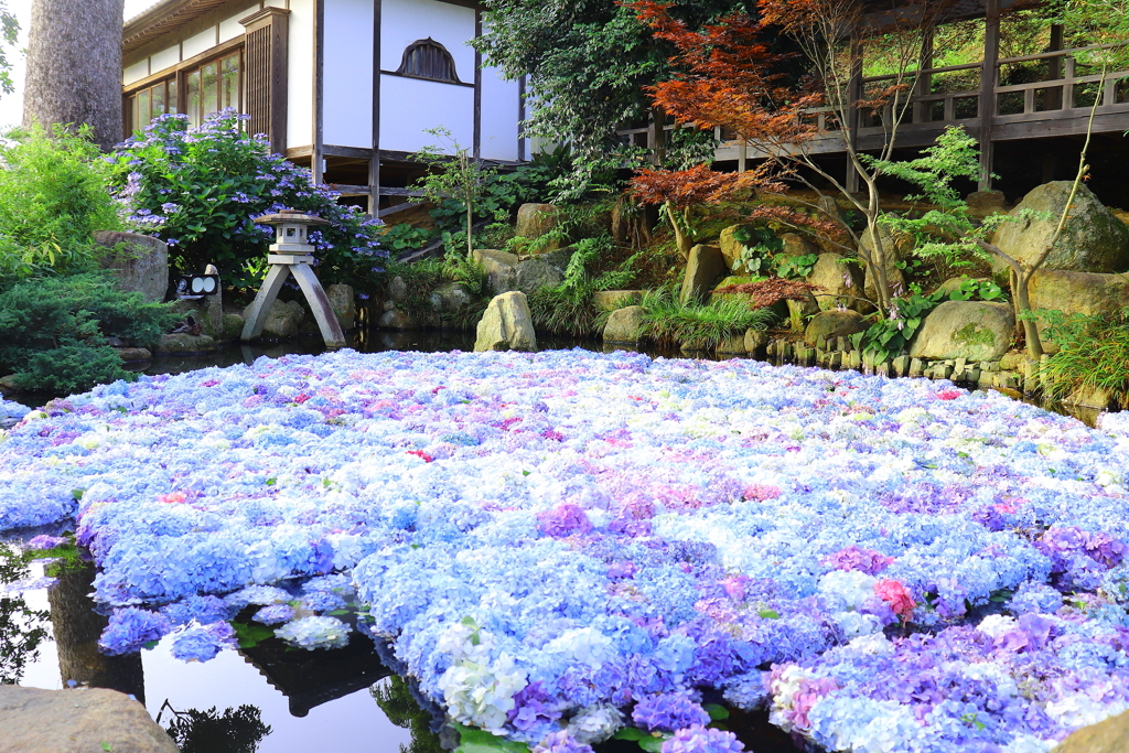 雨引観音 水に浮ぶ紫陽花