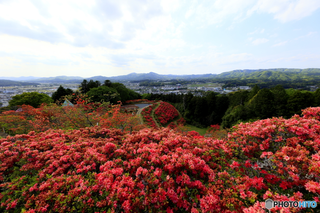 つつじの花