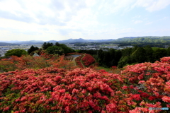 つつじの花