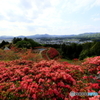 つつじの花