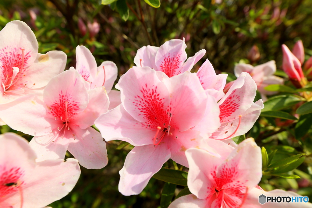 つつじの花