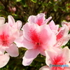 つつじの花