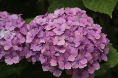 紫陽花