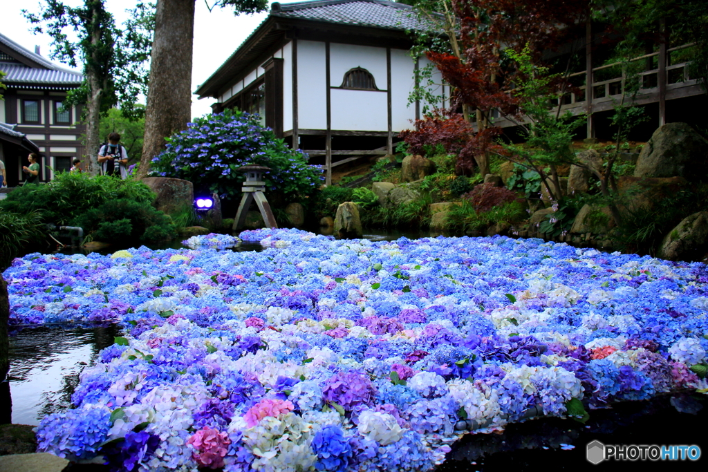 紫陽花
