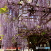 藤の花