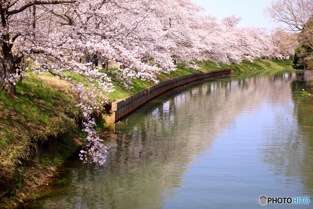 桜