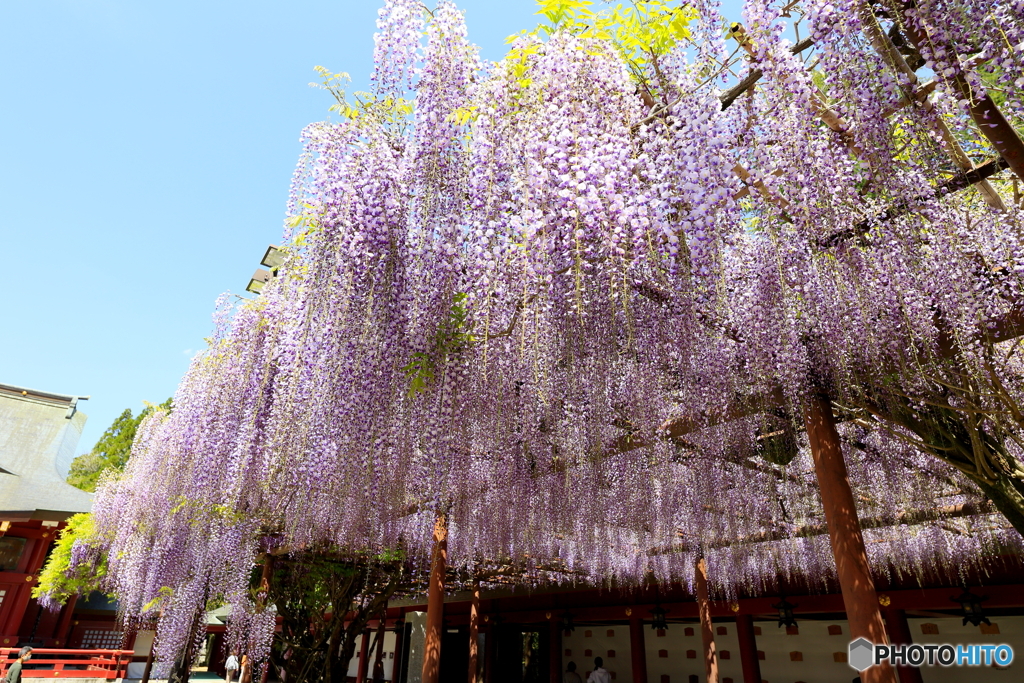 藤の花