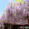 藤の花