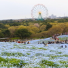ネモフェラ