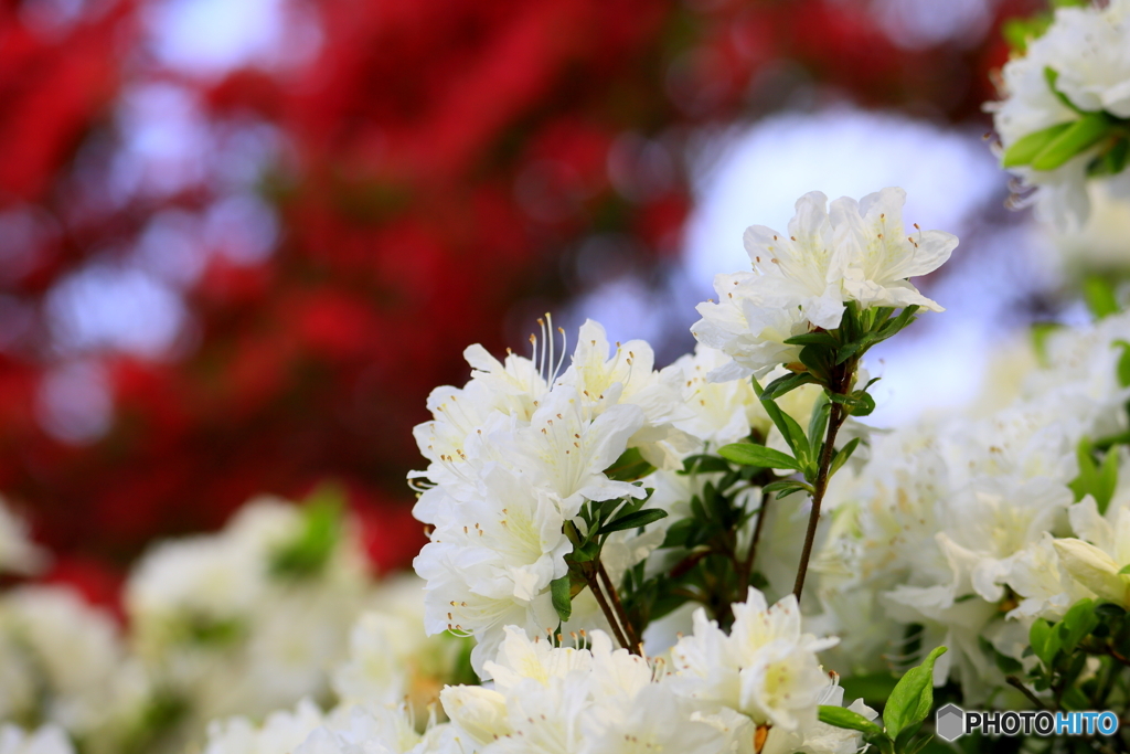 つつじの花