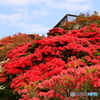 つつじの花