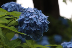 紫陽花