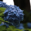 紫陽花