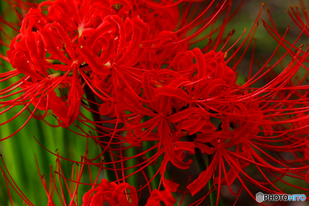 彼岸花
