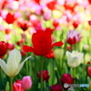 チューリップ