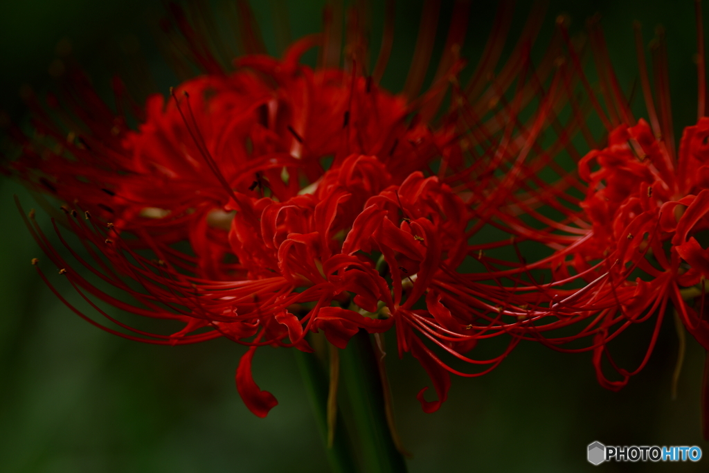 曼珠沙華