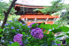 雨引観音 紫陽花と仁王門