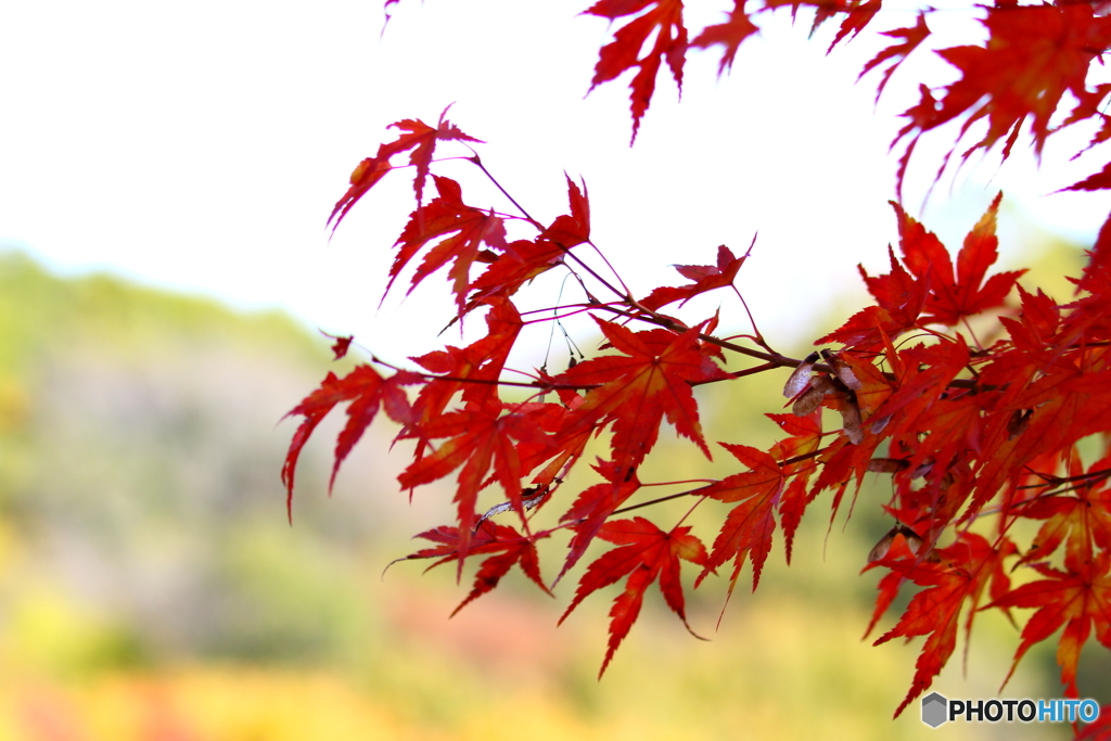 北山公園