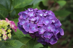 紫陽花