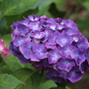 紫陽花