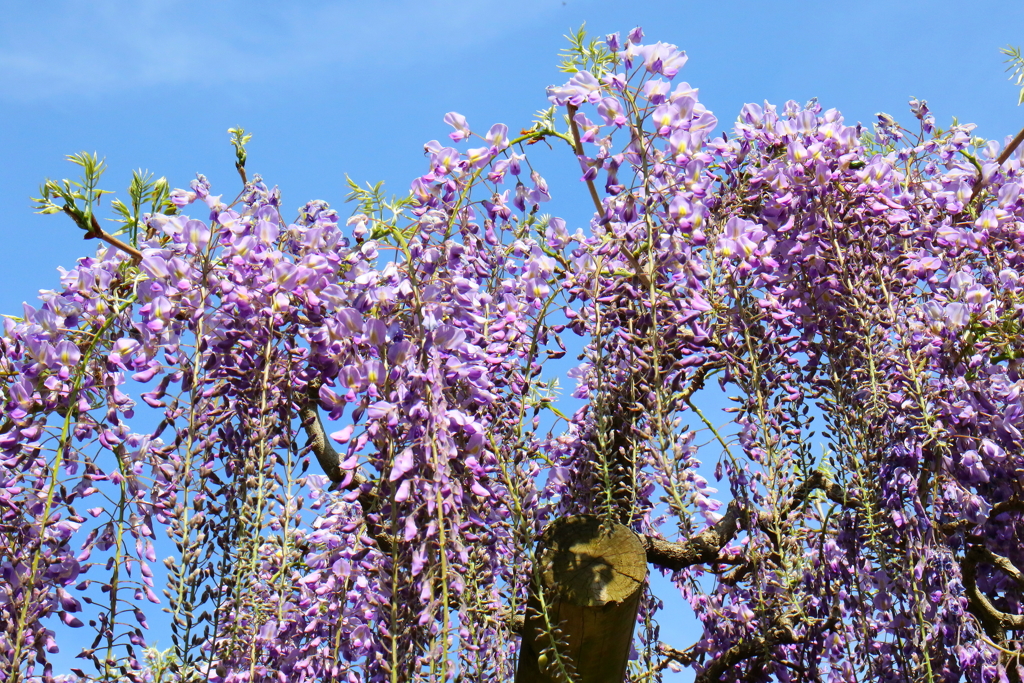 フジの花