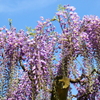 フジの花