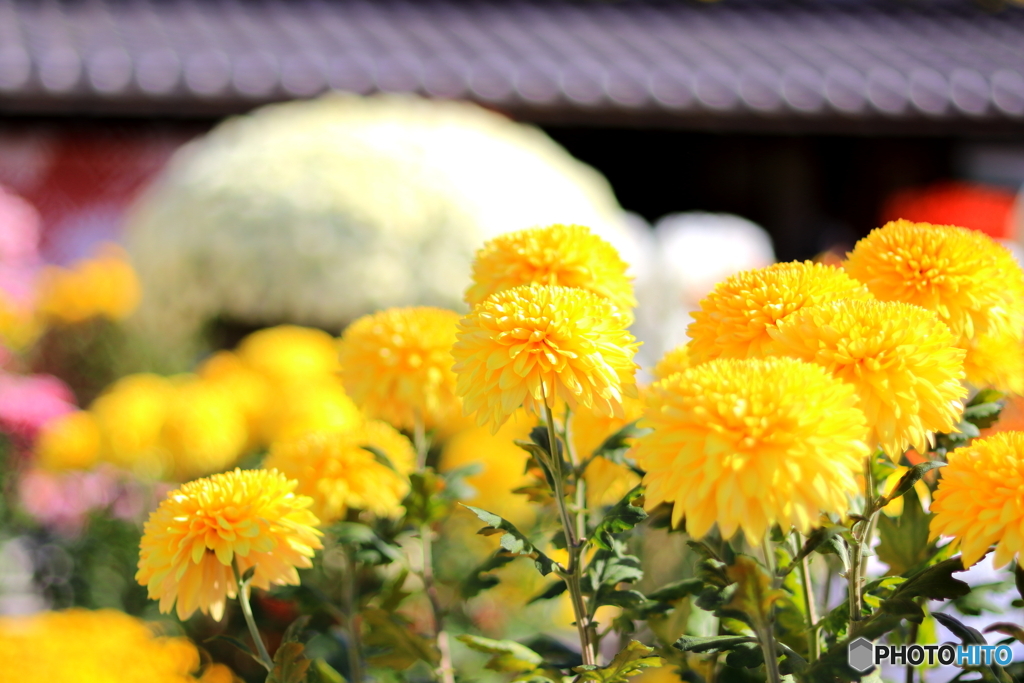 笠間稲荷～菊祭り～