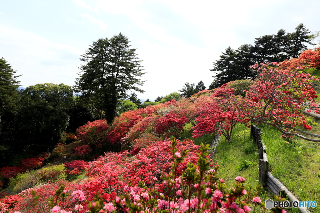 つつじの花