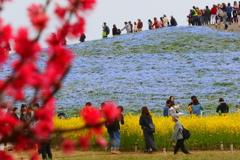 ネモフィラ　菜の花