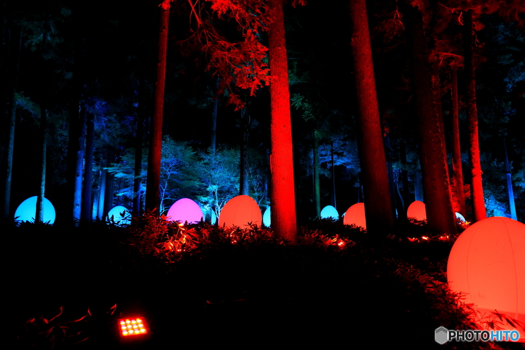 チームラボ偕楽園光の祭