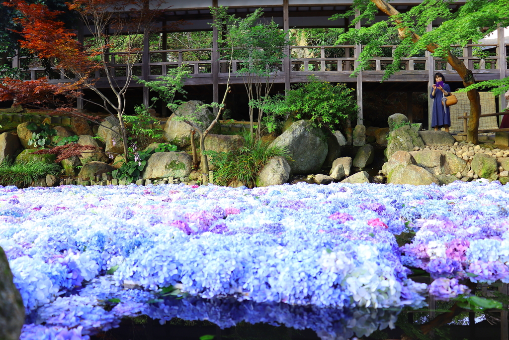 雨引観音 水に浮ぶ紫陽花