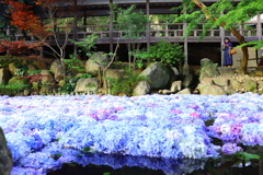 雨引観音 水に浮ぶ紫陽花