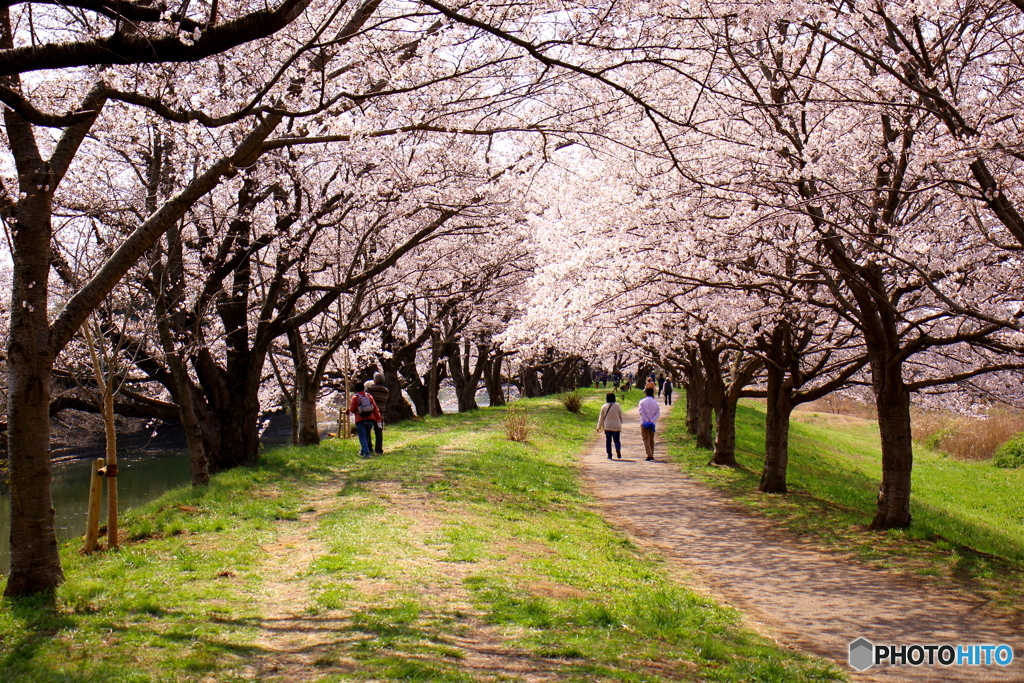 桜並木