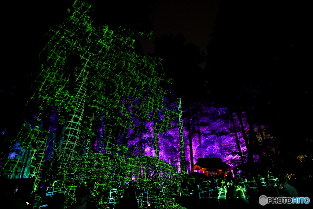 チームラボ偕楽園光の祭