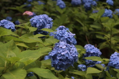 紫陽花