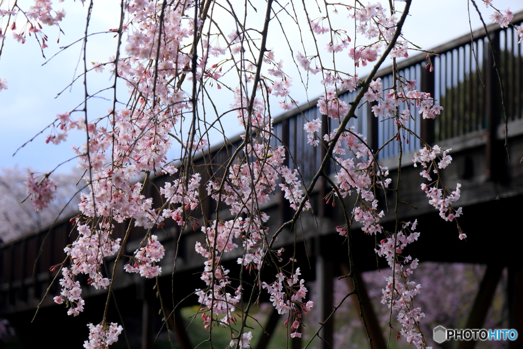 しだれ桜