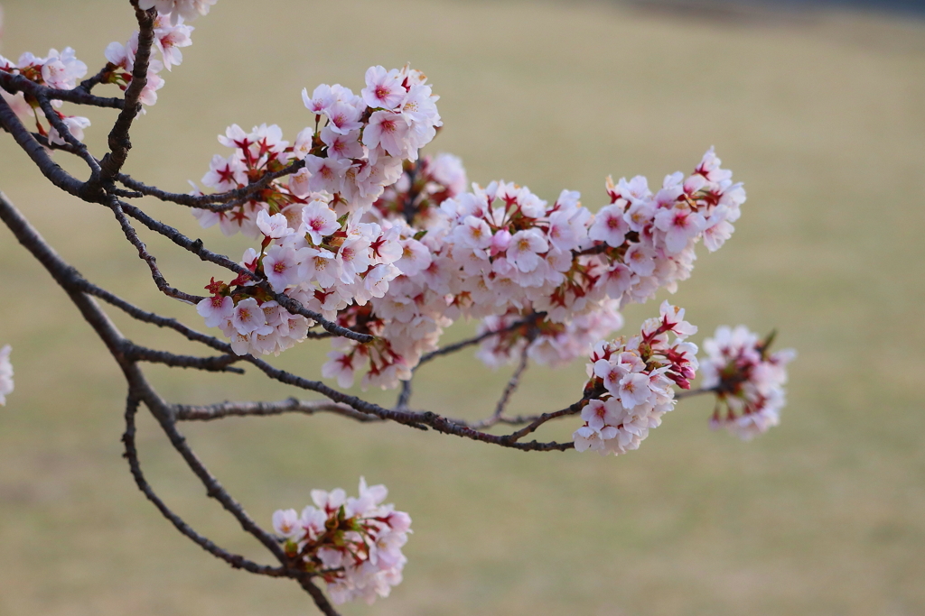 桜