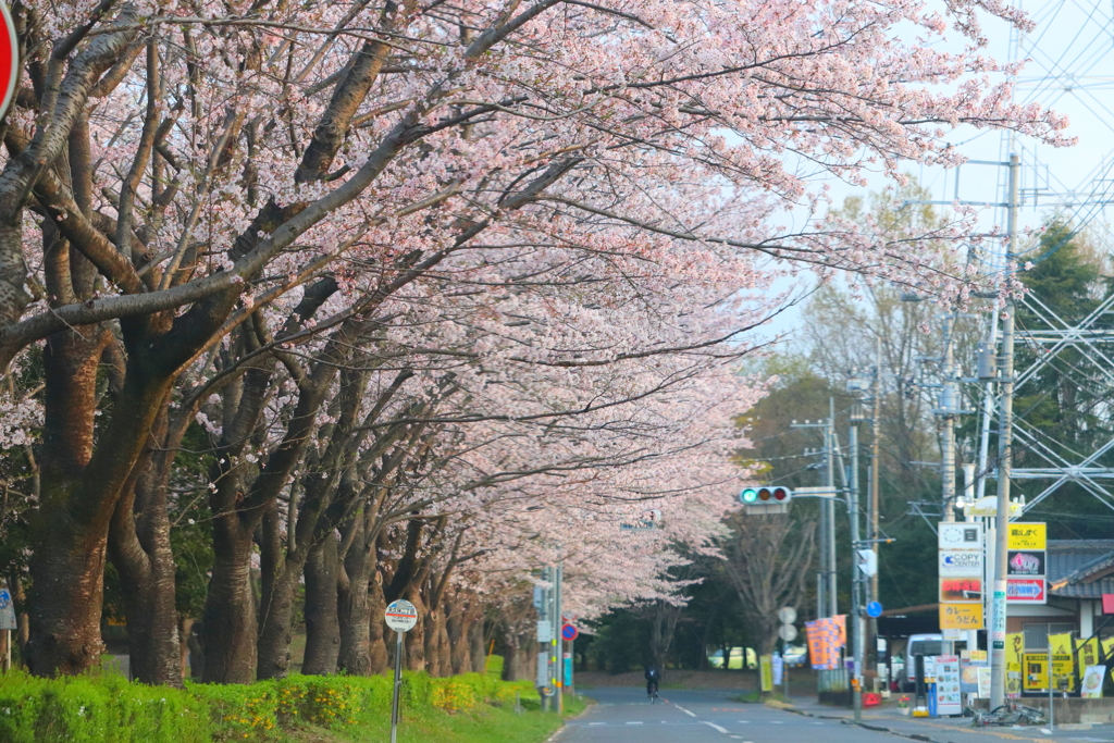 桜並木