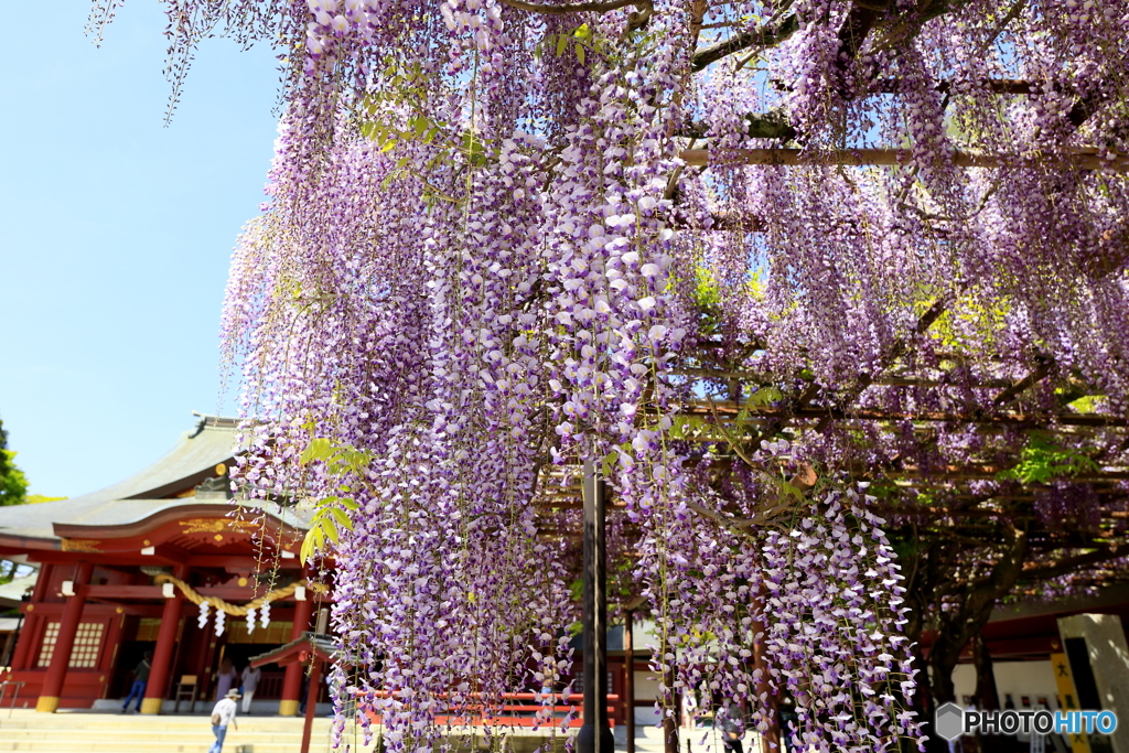 藤の花