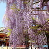 藤の花