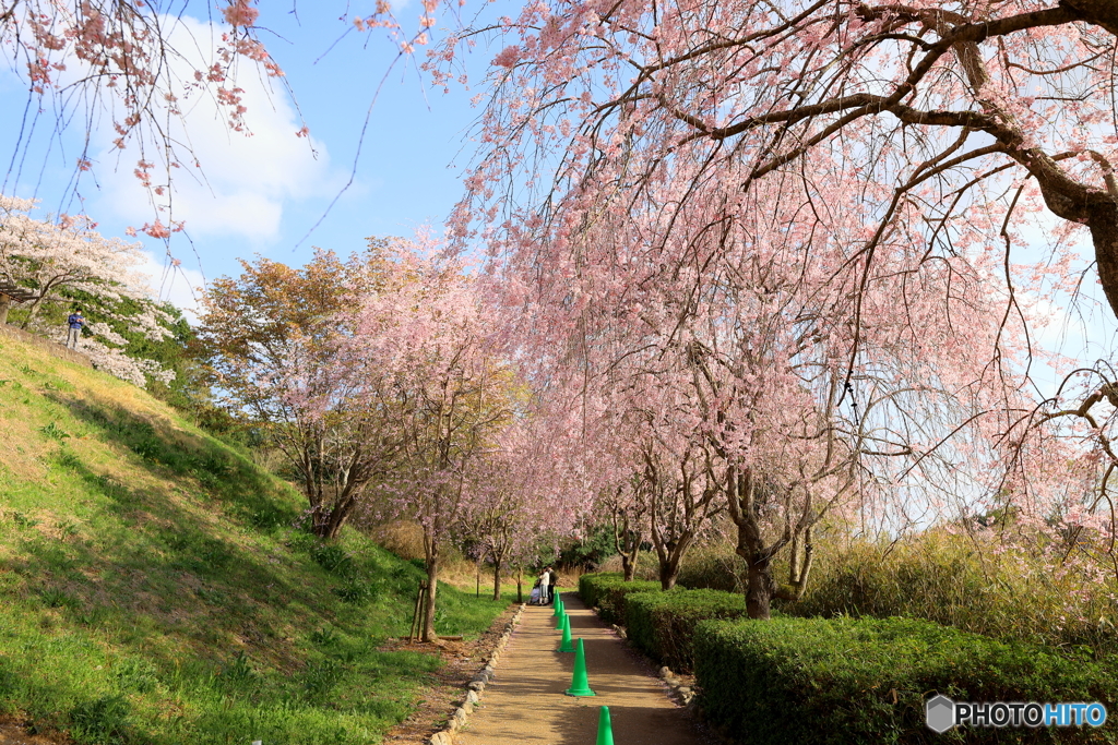 しだれ桜