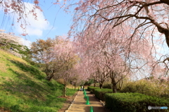 しだれ桜