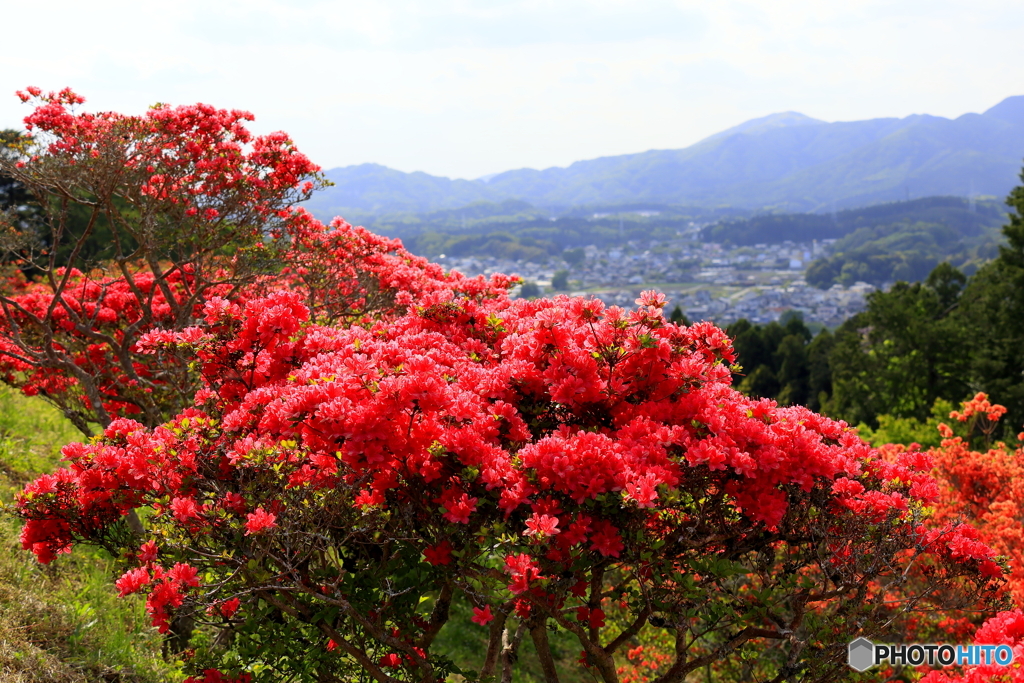 つつじの花