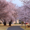 桜トンネル